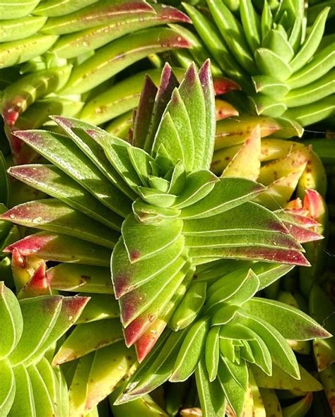 Crassula Red Pagoda Shark S Tooth Succulent Best Indoor Plant Plants Succulents