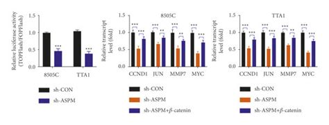 ASPM regulates the Wnt β catenin signaling pathway in ATC cells a