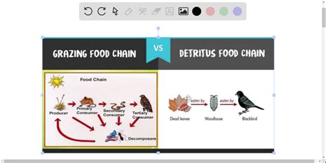 ⏩SOLVED:Compare grazing and detrital food webs. Why would they both ...