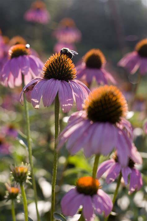 Native Florida Flowers For Native Pollinators Uf Ifas Extension