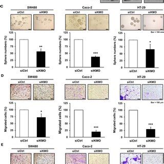 KMO Inhibitor Reduces The Abilities Of Sphere Formation Migration