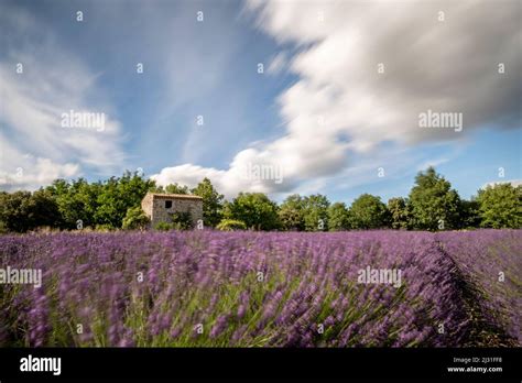 Los Campos De Lavanda Florecen En La Meseta De Valensole Con Edificios