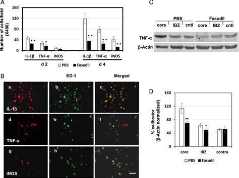 Expression and localization of NF κB dependent proinflammatory