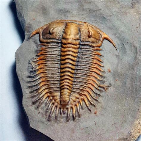 Gold Bugs On Instagram The Fossilized Trilobite Damesella Paronai