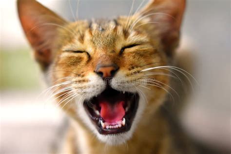 Lachende Katze stockbild Bild von lachen weiß haustier 10629171