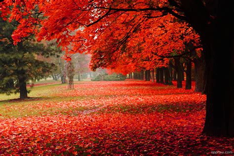 Red Autumn Trees Wallpaper download - Autumn HD Wallpaper - Appraw