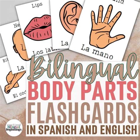 Bilingual Body Parts Flashcards Printable In Spanish And English