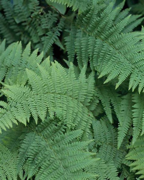 9 Low Maintenance Ferns To Liven Up Your Shade Garden