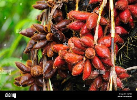 Sala Fruit From Thailand Stock Photo Alamy
