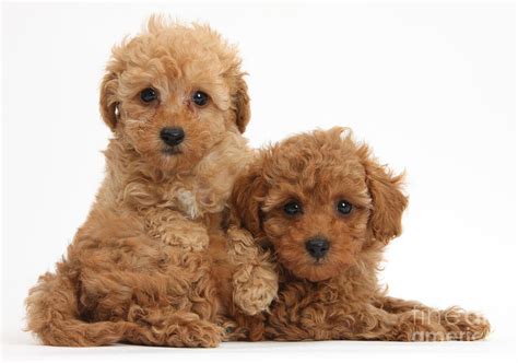 Two Cute Red Toy Poodle Puppies Photograph By Mark Taylor Fine Art