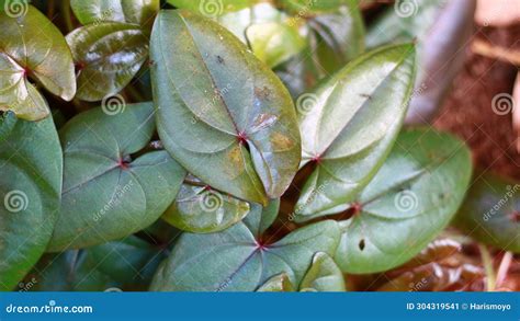 Purple yam plant stock image. Image of water, leaves - 304319541