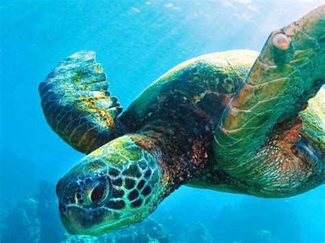 Sea Turtle | Species | WWF