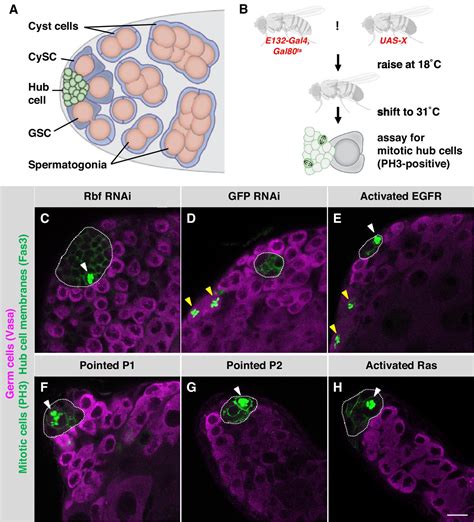 Activation Of The Egfrmapk Pathway Drives Transdifferentiation Of