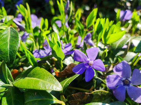 Purple Vinca Minor Periwinkle Flowers In Outdoor Garden Purple Blue