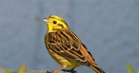 A Kilchoan Diary: Yellowhammer