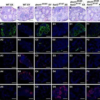 Mutation Of Dmrt1 And Foxl3 Partially Rescued The Germ Cell Sex
