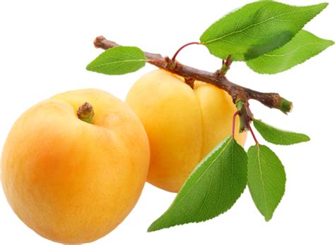 Apricot PNG