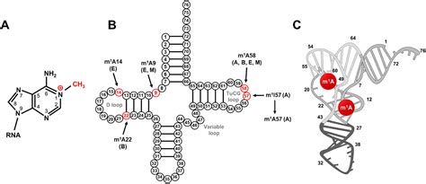 N1 Methyladenosine Modification In Cancer Biology Current Status And