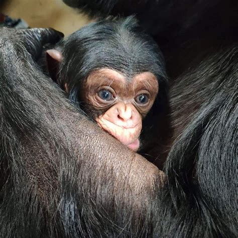 Cute Baby Chimp Reunites With His Mother