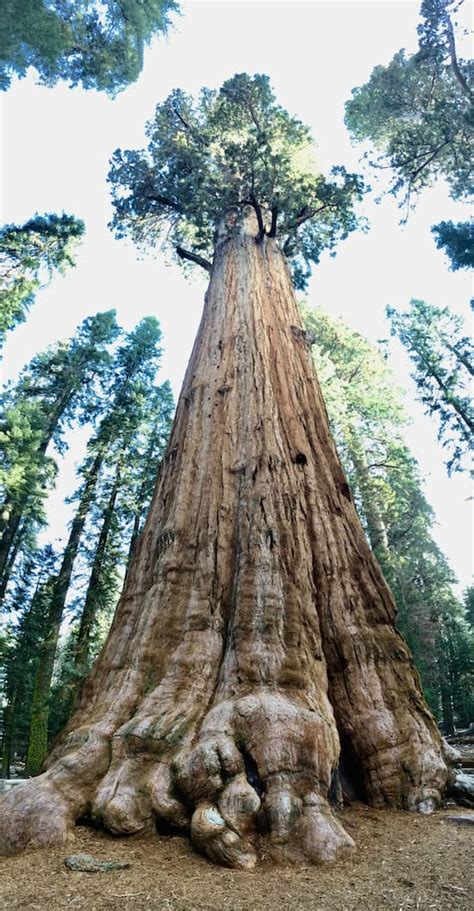 The Giant Trees Of Sequoia National Park