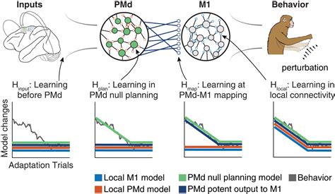 A Neural Population Mechanism For Rapid Learning Neuron