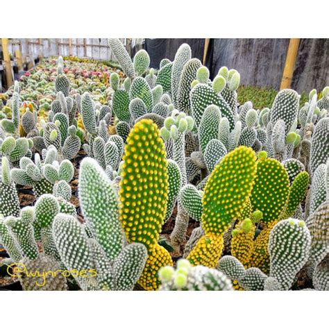 Jual Opuntia Microdasys White Kaktus Sukulen Haworthia Shopee Indonesia