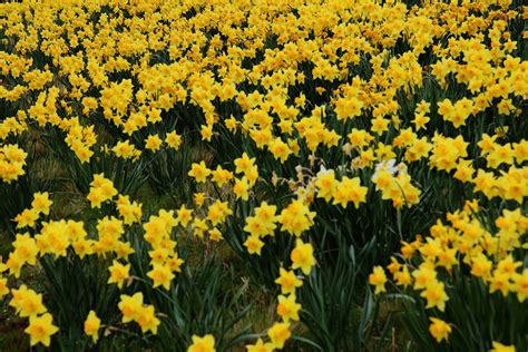 Yellow Daffodil Flowers Flowers Free Nature Pictures By Forestwander