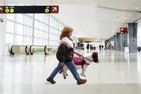 Southwest Airlines New Service Animal Rule Still Allows Mini Horses