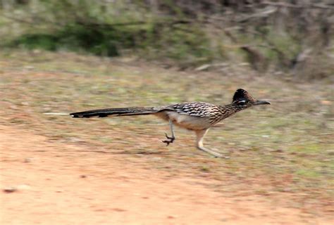 Meep Meep! Road Runner coming through! [2048 X 1387] : AnimalPorn