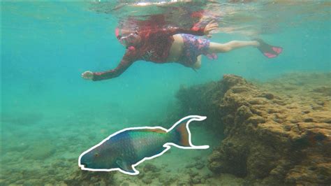 Snorkeling Hanauma Bay Fish Everywhere Youtube