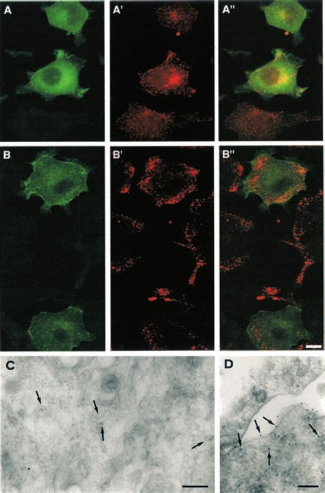 Immunocytochemical Analysis Of Ncs 1 Ab Double Immunofluorescence