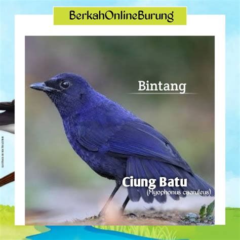 Jual Burung Ciung Batu Kecil Atau Ciung Batu Bintang Bahan Pilihan