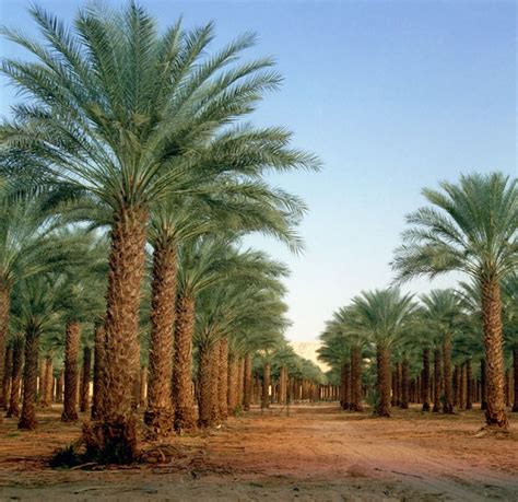 Date Trees In Israel Dates Tree Canary Island Date Palm Palm Trees