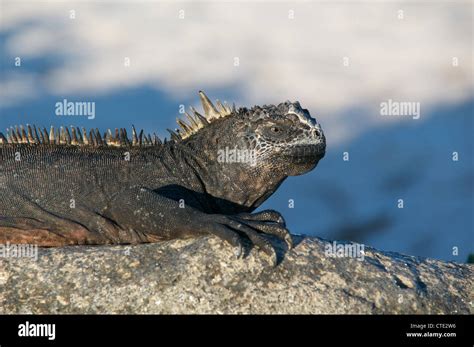 A Santa Cruz Marine Iguana Amblyrhynchus Cristatus Hassi Basking On A