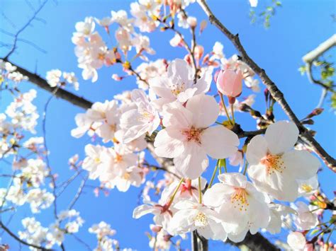 花の開花時期を総まとめ！見頃から花言葉までご紹介｜株式会社オマツリジャパン