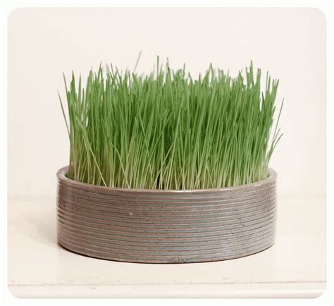 Pretty And Cozy Grow Your Own Wheatgrass Centerpieces