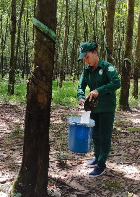 Chị Nguyễn Hồng Huệ Công Nhân Khai Thác Mủ Cao Su Giỏi Việc Nước
