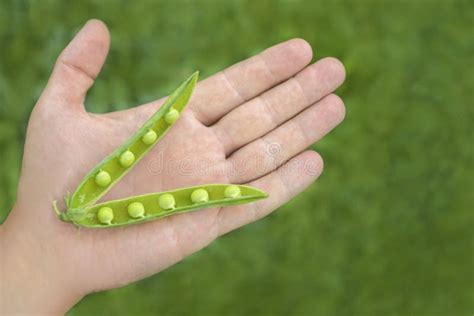 Opened Fresh Green Pea Pod With Peas On Palm Stock Photo Image Of