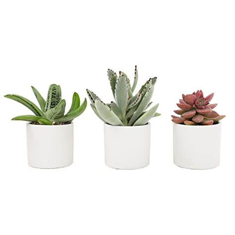 White Pots Succulents And Cacti A Perfect Combination