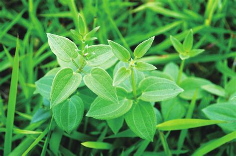 茜草 白族药用植物图 医学