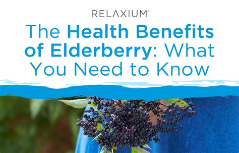 The Health Benefits Of Elderberry What You Need To Know