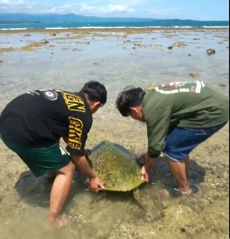 Aksi Heroik Pemuda Sumbar Selamatkan Penyu Hijau Terdampar Di Pantai