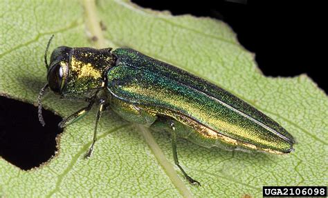 Emerald Ash Borer Agrilus Planipennis