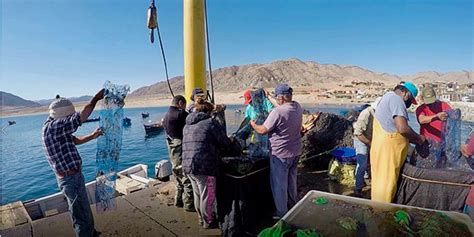 De La Mano De Acuymin Pescadores De Caleta Cifuncho Inician Cultivo En