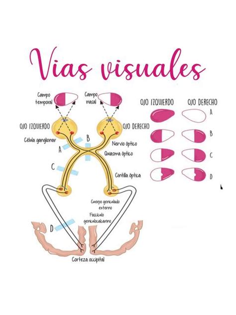 Vías Visuales Enfermero Isaias Rivas enfermeroisaiasrivas uDocz