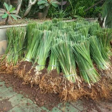 Jual Paket Batang Rumput Vetiver Akar Wangi Rumput Penahan Longsor