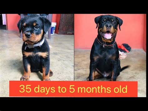 What To Feed A 45 Days Old Rottweiler Puppy