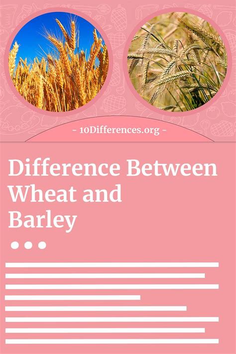 Difference Between Wheat And Barley Wheat Barley Different