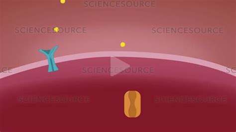 Normal Glut 4 Insulin And Glucose Ani Stock Video Science Source