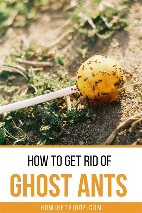 How To Get Rid of Ghost Ants - How I Get Rid Of